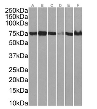 XPNPEP1 Antibody [SAIC-07B-14], Rabbit IgG