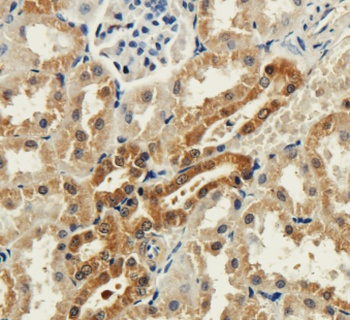 Syntaxin Antibody [SP6], Mouse IgG1