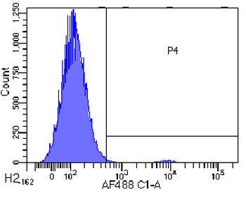 CCR3 Antibody