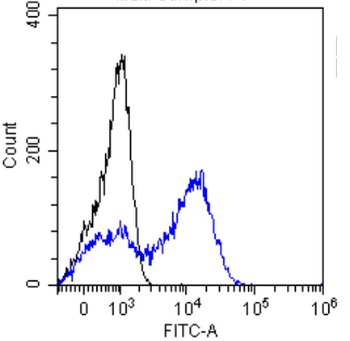 Alpha-fetoprotein (AFP) Antibody [AF5], Rabbit IgG