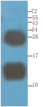 CD52 Antibody [YTH 34.5-G2b (Campath-1G)], Rat IgG2b