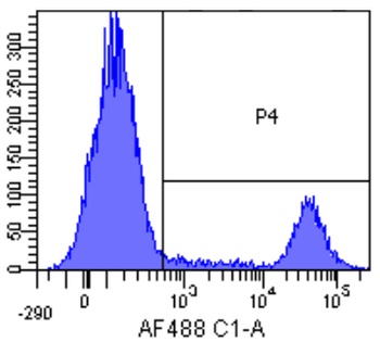 MS4A1 Biosimilar Antibody