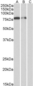 His tag (C-term) Antibody [3D5], Mouse IgG1