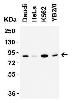 IFI16 (CT) Antibody