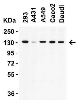 POLRMT (CT) Antibody