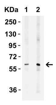 ZC3H12A Antibody