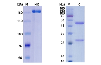 Orticumab (oxLDL) - Research Grade Biosimilar