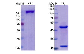 Otelixizumab (CD3E) - Research Grade Biosimilar Antibody