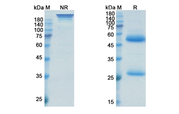 Oxelumab (TNFSF4/CD252) - Research Grade Biosimilar Antibody