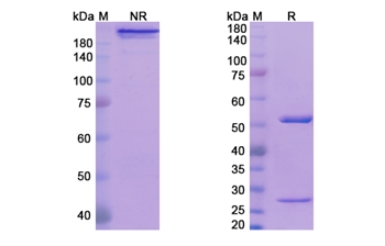 Ozanezumab (RTN4/NOGO) - Research Grade Biosimilar