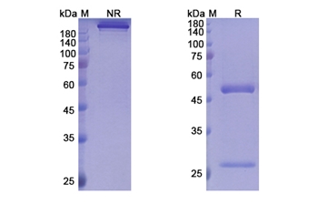 Palivizumab (RSV) - Research Grade Biosimilar