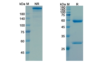 Pamrevlumab (CTGF/IGFBP-8) - Research Grade Biosimilar