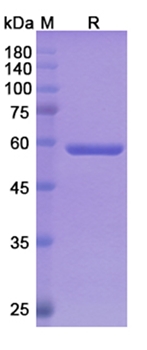 Pasotuxizumab (CD3E/FOLH1) - Research Grade Biosimilar Antibody