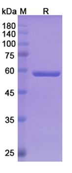 Pasotuxizumab (CD3E/FOLH1) - Research Grade Biosimilar