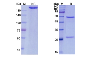 Pateclizumab (LTA/TNFSF1) - Research Grade Biosimilar Antibody