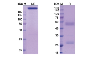 Perakizumab (IL17A) - Research Grade Biosimilar Antibody