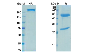 Petosemtamab (EGFR/ERBB1/LGR5) - Research Grade Biosimilar