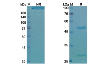 Pidilizumab (PDCD1/CD279) - Research Grade Biosimilar Antibody