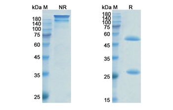 Pinatuzumab Vedotin (CD22) - Research Grade Biosimilar