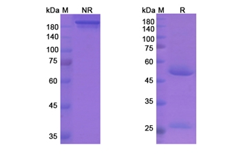Plozalizumab (CCR2/CD192) - Research Grade Biosimilar