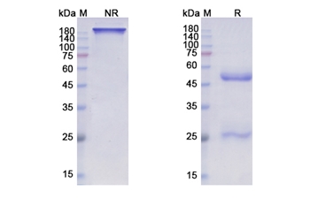 Pozelimab (C5) - Research Grade Biosimilar Antibody