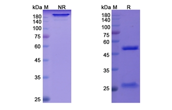 Quilizumab (IGHE) - Research Grade Biosimilar