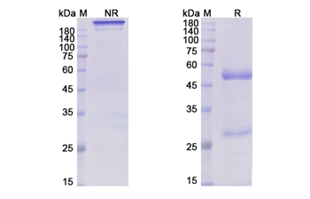 Rafivirumab (RV) - Research Grade Biosimilar Antibody