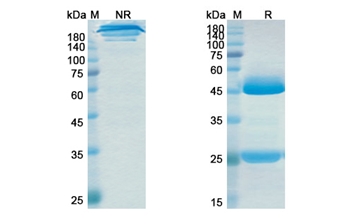 Ralpancizumab (PCSK9/NARC1/ PC9) - Research Grade Biosimilar Antibody