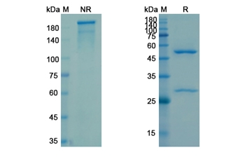 Raxibacumab (Anthrax protective antigen ) - Research Grade Biosimilar