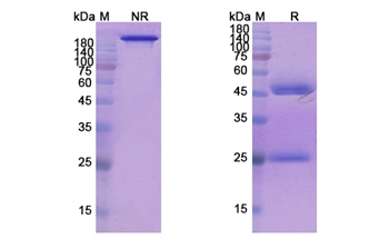 Refanezumab (MAG/SIGLEC-4A) - Research Grade Biosimilar
