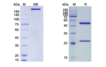 Relatlimab (LAG3/CD223) - Research Grade Biosimilar Antibody