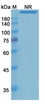 Remtolumab (IL17A/TNFSF2/TNF-alpha/TNFA) - Research Grade Biosimilar Antibody