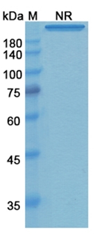 Remtolumab (IL17A/TNFSF2/TNF-alpha/TNFA) - Research Grade Biosimilar