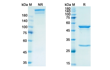 Retifanlimab (PDCD1/PD1/CD279) - Research Grade Biosimilar Antibody