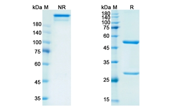 Rituximab (MS4A1) - Research Grade Biosimilar Antibody