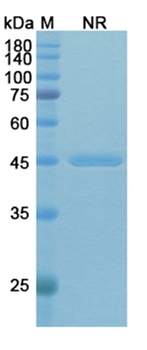 Rivabazumab (PcrV) - Research Grade Biosimilar