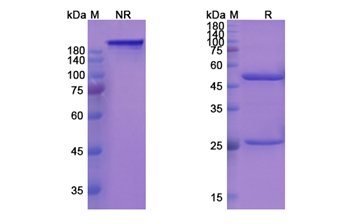 Rovelizumab (ITGAL/CD11a/ITGB2/CD18) - Research Grade Biosimilar Antibody
