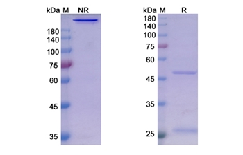 Sasanlimab (PDCD1/PD1/CD279) - Research Grade Biosimilar Antibody