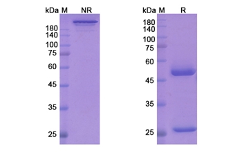 Secukinumab (IL17A) - Research Grade Biosimilar Antibody