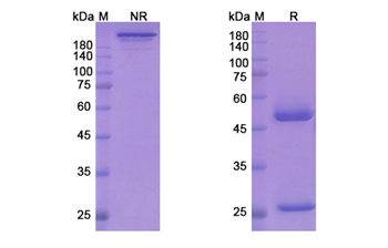 Secukinumab (IL17A) - Research Grade Biosimilar