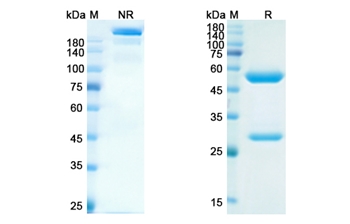 Serplulimab (PDCD1/PD1/CD279) - Research Grade Biosimilar Antibody