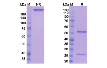 Sirtratumab (SLITRK6) - Research Grade Biosimilar
