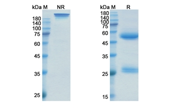 Sirukumab (IL6 ) - Research Grade Biosimilar Antibody