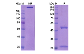 Sofituzumab Vedotin (MUC16/CA125) - Research Grade Biosimilar