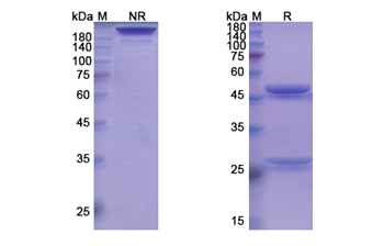 Tabalumab (TNFSF13B/CD257) - Research Grade Biosimilar Antibody