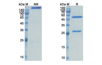 Tabituximab (FZD10) - Research Grade Biosimilar Antibody