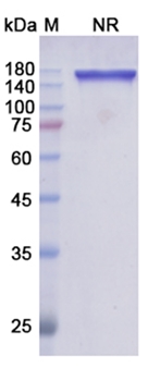 Tafasitamab (CD19) - Research Grade Biosimilar