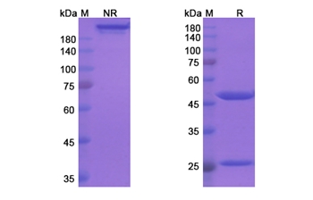 Tafolecimab (PCSK9) - Research Grade Biosimilar Antibody