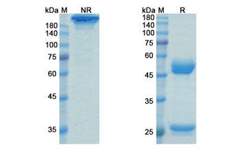 Talacotuzumab (CD123/IL3Ra) - Research Grade Biosimilar Antibody