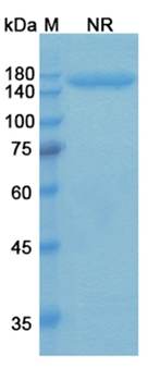 Talizumab (CD3E/GPRC5D) - Research Grade Biosimilar Antibody